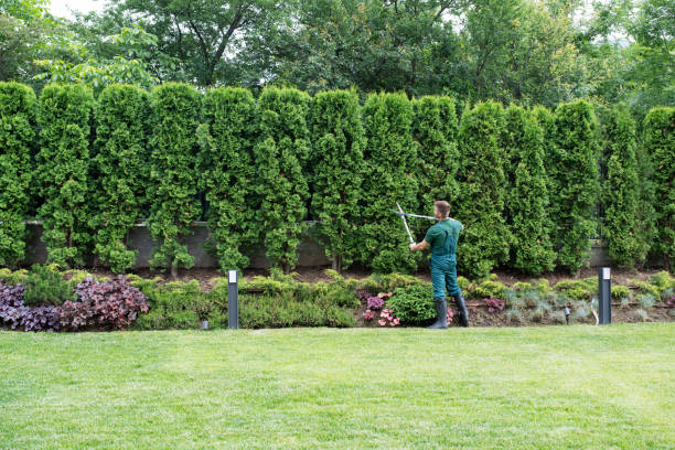 Best Tree Pruning Services  in Greenwood, DE